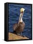 USA, California, La Jolla. Brown Pelican with Breeding Plumage Near La Jolla Cove-Ann Collins-Framed Stretched Canvas