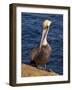 USA, California, La Jolla. Brown Pelican with Breeding Plumage Near La Jolla Cove-Ann Collins-Framed Photographic Print