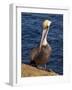 USA, California, La Jolla. Brown Pelican with Breeding Plumage Near La Jolla Cove-Ann Collins-Framed Photographic Print