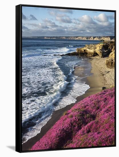 USA, California, La Jolla, Flowers Along the Pacific Coast-Christopher Talbot Frank-Framed Stretched Canvas