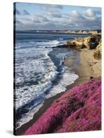USA, California, La Jolla, Flowers Along the Pacific Coast-Christopher Talbot Frank-Stretched Canvas