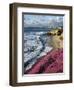 USA, California, La Jolla, Flowers Along the Pacific Coast-Christopher Talbot Frank-Framed Premium Photographic Print