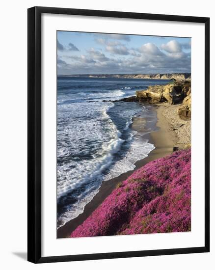 USA, California, La Jolla, Flowers Along the Pacific Coast-Christopher Talbot Frank-Framed Photographic Print