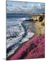 USA, California, La Jolla, Flowers Along the Pacific Coast-Christopher Talbot Frank-Mounted Photographic Print