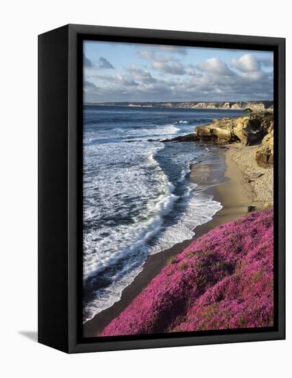 USA, California, La Jolla, Flowers Along the Pacific Coast-Christopher Talbot Frank-Framed Stretched Canvas