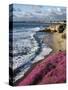 USA, California, La Jolla, Flowers Along the Pacific Coast-Christopher Talbot Frank-Stretched Canvas