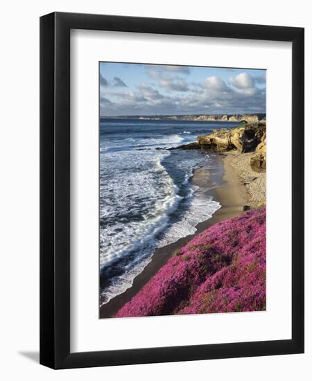 USA, California, La Jolla, Flowers Along the Pacific Coast-Christopher Talbot Frank-Framed Photographic Print