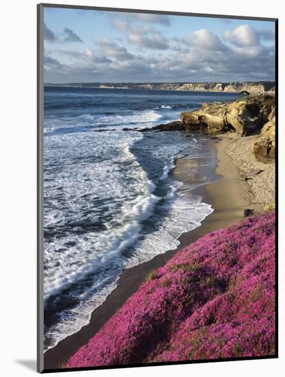 USA, California, La Jolla, Flowers Along the Pacific Coast-Christopher Talbot Frank-Mounted Photographic Print