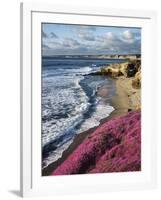 USA, California, La Jolla, Flowers Along the Pacific Coast-Christopher Talbot Frank-Framed Photographic Print