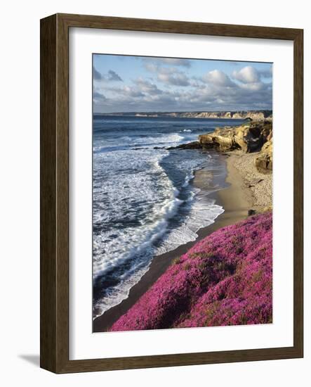 USA, California, La Jolla, Flowers Along the Pacific Coast-Christopher Talbot Frank-Framed Photographic Print