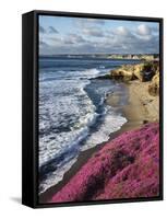 USA, California, La Jolla, Flowers Along the Pacific Coast-Christopher Talbot Frank-Framed Stretched Canvas