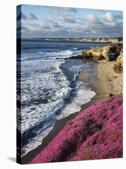 USA, California, La Jolla, Flowers Along the Pacific Coast-Christopher Talbot Frank-Stretched Canvas