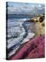 USA, California, La Jolla, Flowers Along the Pacific Coast-Christopher Talbot Frank-Stretched Canvas