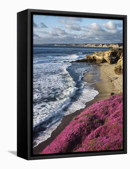 USA, California, La Jolla, Flowers Along the Pacific Coast-Christopher Talbot Frank-Framed Stretched Canvas