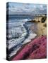 USA, California, La Jolla, Flowers Along the Pacific Coast-Christopher Talbot Frank-Stretched Canvas