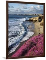 USA, California, La Jolla, Flowers Along the Pacific Coast-Christopher Talbot Frank-Framed Photographic Print