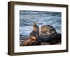 USA, California, La Jolla, Sea lion at La Jolla Cove-Ann Collins-Framed Photographic Print