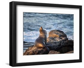 USA, California, La Jolla, Sea lion at La Jolla Cove-Ann Collins-Framed Photographic Print