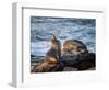 USA, California, La Jolla, Sea lion at La Jolla Cove-Ann Collins-Framed Photographic Print