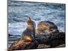 USA, California, La Jolla, Sea lion at La Jolla Cove-Ann Collins-Mounted Photographic Print