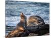 USA, California, La Jolla, Sea lion at La Jolla Cove-Ann Collins-Stretched Canvas