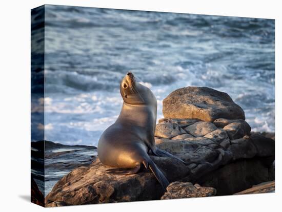 USA, California, La Jolla, Sea lion at La Jolla Cove-Ann Collins-Stretched Canvas