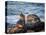 USA, California, La Jolla, Sea lion at La Jolla Cove-Ann Collins-Stretched Canvas