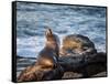 USA, California, La Jolla, Sea lion at La Jolla Cove-Ann Collins-Framed Stretched Canvas