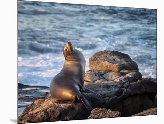 USA, California, La Jolla, Sea lion at La Jolla Cove-Ann Collins-Mounted Photographic Print