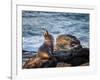 USA, California, La Jolla, Sea lion at La Jolla Cove-Ann Collins-Framed Photographic Print