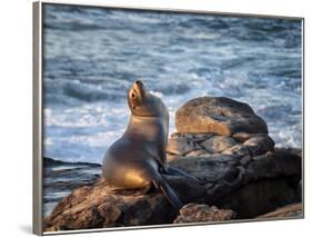 USA, California, La Jolla, Sea lion at La Jolla Cove-Ann Collins-Framed Photographic Print