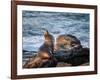 USA, California, La Jolla, Sea lion at La Jolla Cove-Ann Collins-Framed Photographic Print