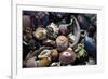 USA, California, La Jolla. Seashells on beach.-Jaynes Gallery-Framed Premium Photographic Print