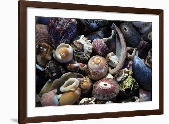 USA, California, La Jolla. Seashells on beach.-Jaynes Gallery-Framed Premium Photographic Print