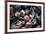 USA, California, La Jolla. Seashells on beach.-Jaynes Gallery-Framed Premium Photographic Print