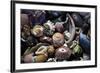 USA, California, La Jolla. Seashells on beach.-Jaynes Gallery-Framed Premium Photographic Print