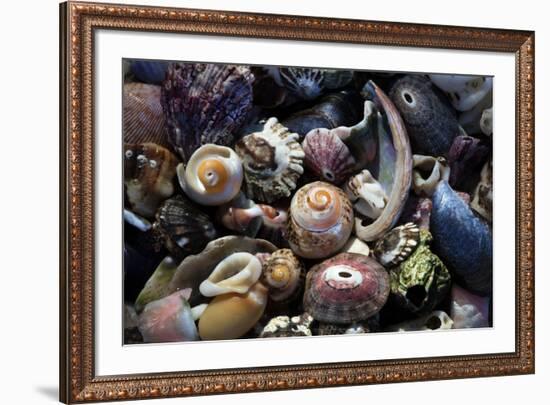 USA, California, La Jolla. Seashells on beach.-Jaynes Gallery-Framed Premium Photographic Print