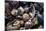 USA, California, La Jolla. Seashells on beach.-Jaynes Gallery-Mounted Premium Photographic Print