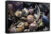 USA, California, La Jolla. Seashells on beach.-Jaynes Gallery-Framed Stretched Canvas