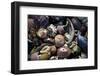 USA, California, La Jolla. Seashells on beach.-Jaynes Gallery-Framed Photographic Print