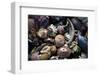 USA, California, La Jolla. Seashells on beach.-Jaynes Gallery-Framed Photographic Print