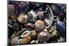 USA, California, La Jolla. Seashells on beach.-Jaynes Gallery-Mounted Photographic Print