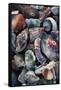 USA, California, La Jolla. Seashells on beach.-Jaynes Gallery-Framed Stretched Canvas