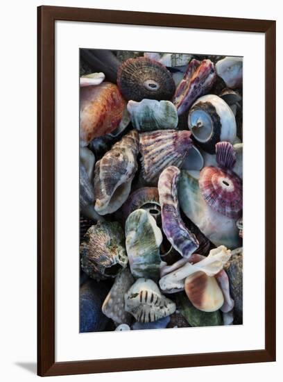 USA, California, La Jolla. Seashells on beach.-Jaynes Gallery-Framed Premium Photographic Print