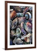 USA, California, La Jolla. Seashells on beach.-Jaynes Gallery-Framed Premium Photographic Print