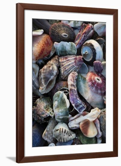 USA, California, La Jolla. Seashells on beach.-Jaynes Gallery-Framed Premium Photographic Print