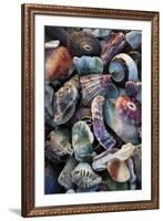 USA, California, La Jolla. Seashells on beach.-Jaynes Gallery-Framed Premium Photographic Print