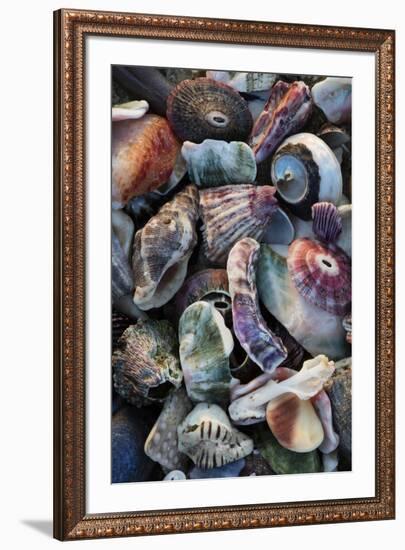 USA, California, La Jolla. Seashells on beach.-Jaynes Gallery-Framed Premium Photographic Print