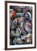 USA, California, La Jolla. Seashells on beach.-Jaynes Gallery-Framed Photographic Print