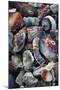 USA, California, La Jolla. Seashells on beach.-Jaynes Gallery-Mounted Photographic Print